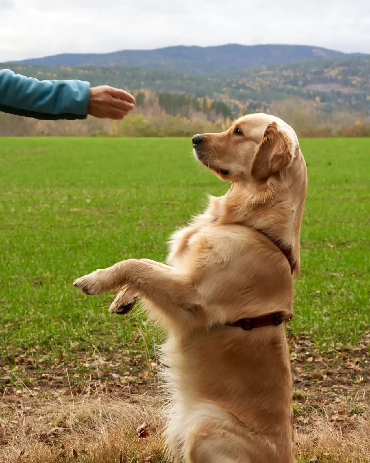 Hund beim Training im Freien